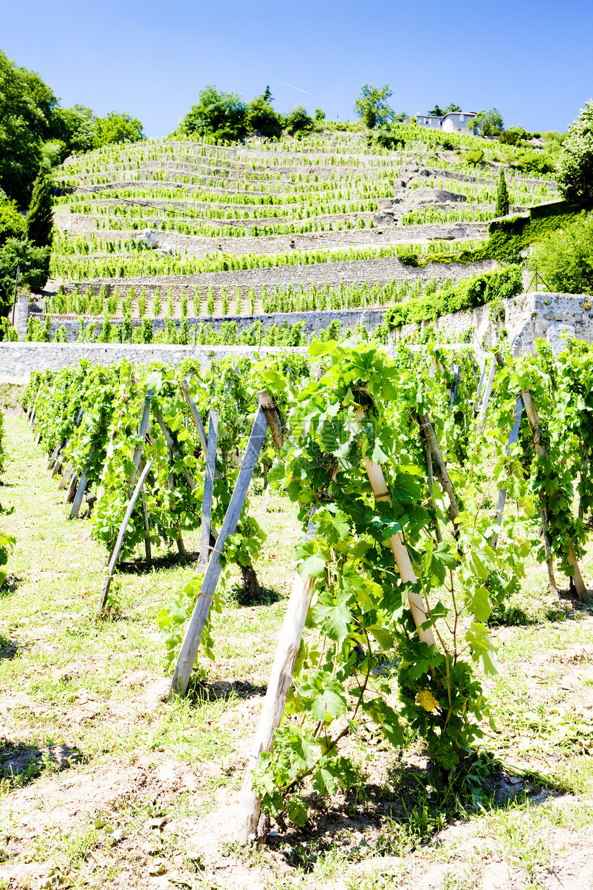 法国罗昂阿尔卑斯州格里埃特城堡葡萄园格栅葡萄园栽培国家生长外观藤蔓葡萄生产酒业图片