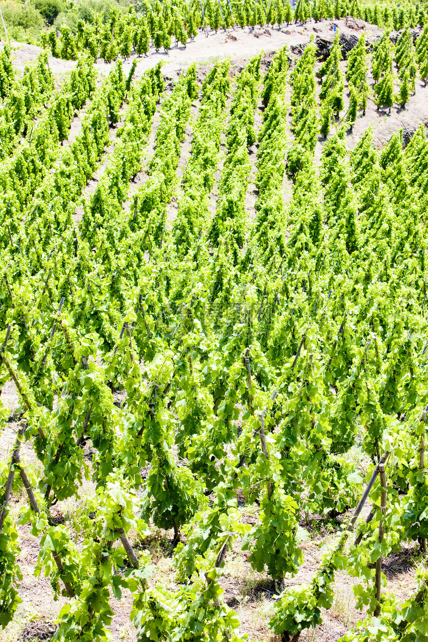 法国罗昂阿尔卑斯 科特罗蒂生产植物外观种植者国家作物栽培生长种植葡萄图片