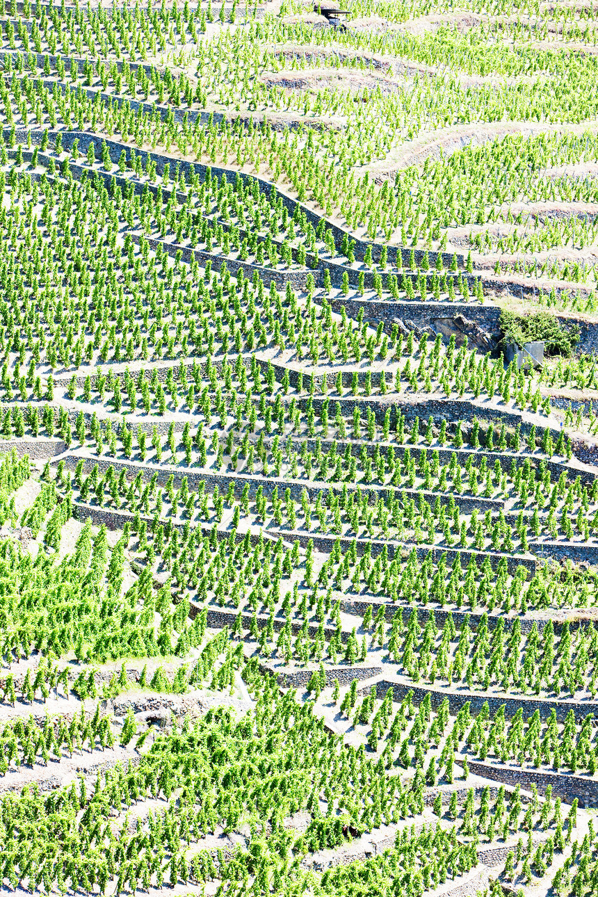 法国罗昂阿尔卑斯 科特罗蒂植物葡萄园生产种植葡萄农业作物种植者国家生长图片