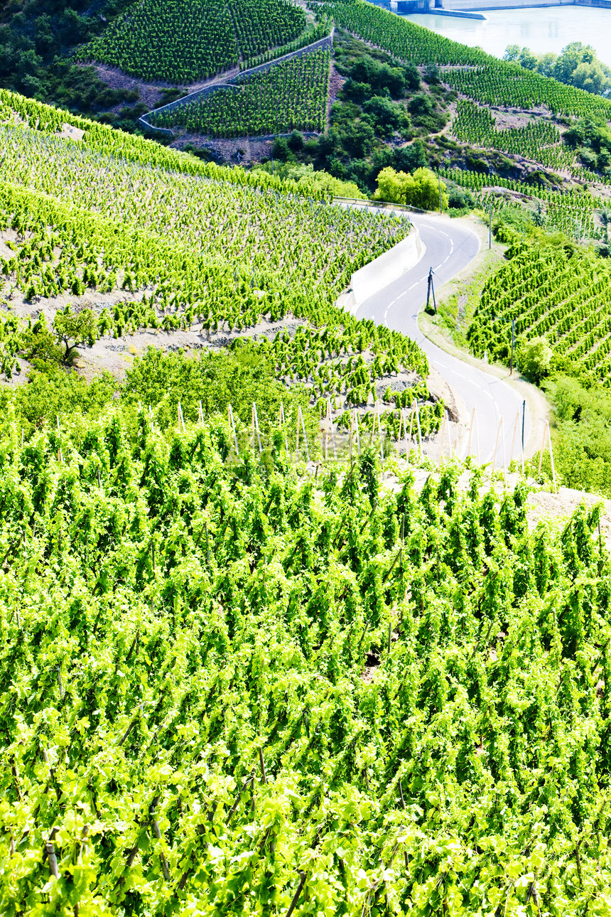 法国罗昂阿尔卑斯 科特罗蒂种植者农业外观国家农村种植植物葡萄风景藤蔓图片