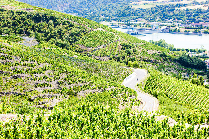 法国康特罗蒂外观葡萄园风景酒业旅行生产栽培种植种植者农业图片