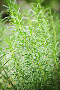 罗斯玛丽药草植物蔬菜生长味道草本植物多叶芳香绿色花园草药营养背景图片