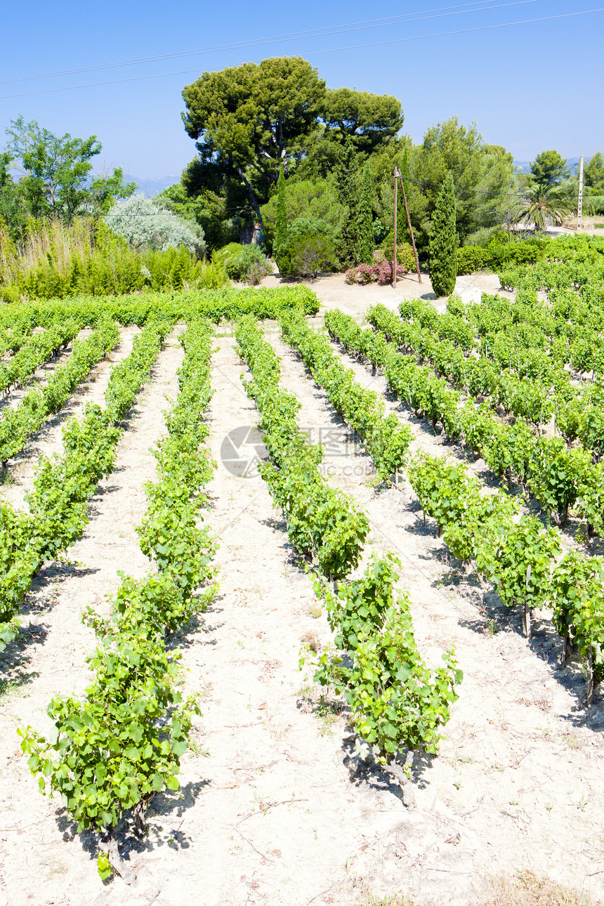 法国普罗旺斯Bandol附近的葡萄园种植者植物藤蔓位置乡村世界农业栽培生长植被图片