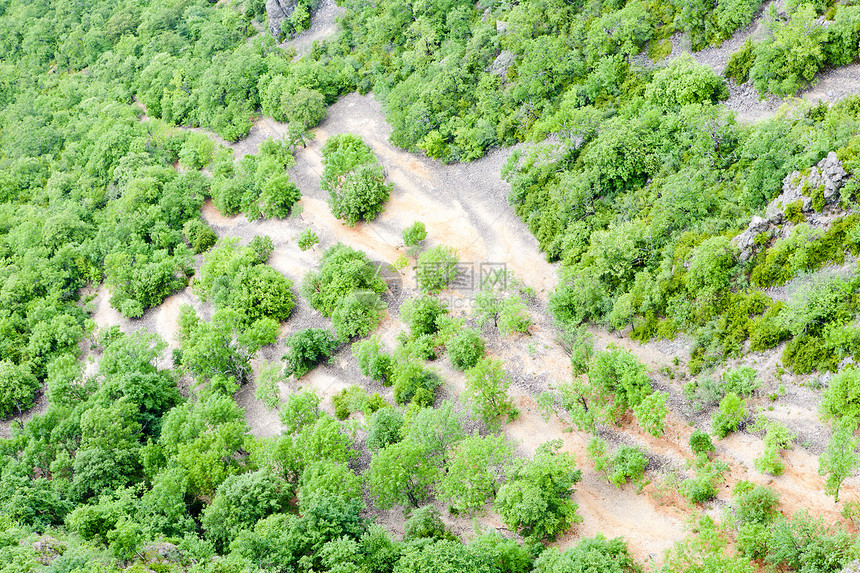法国普罗旺斯州Verdon峡谷的植被树木森林外观植物群植物绿色图片