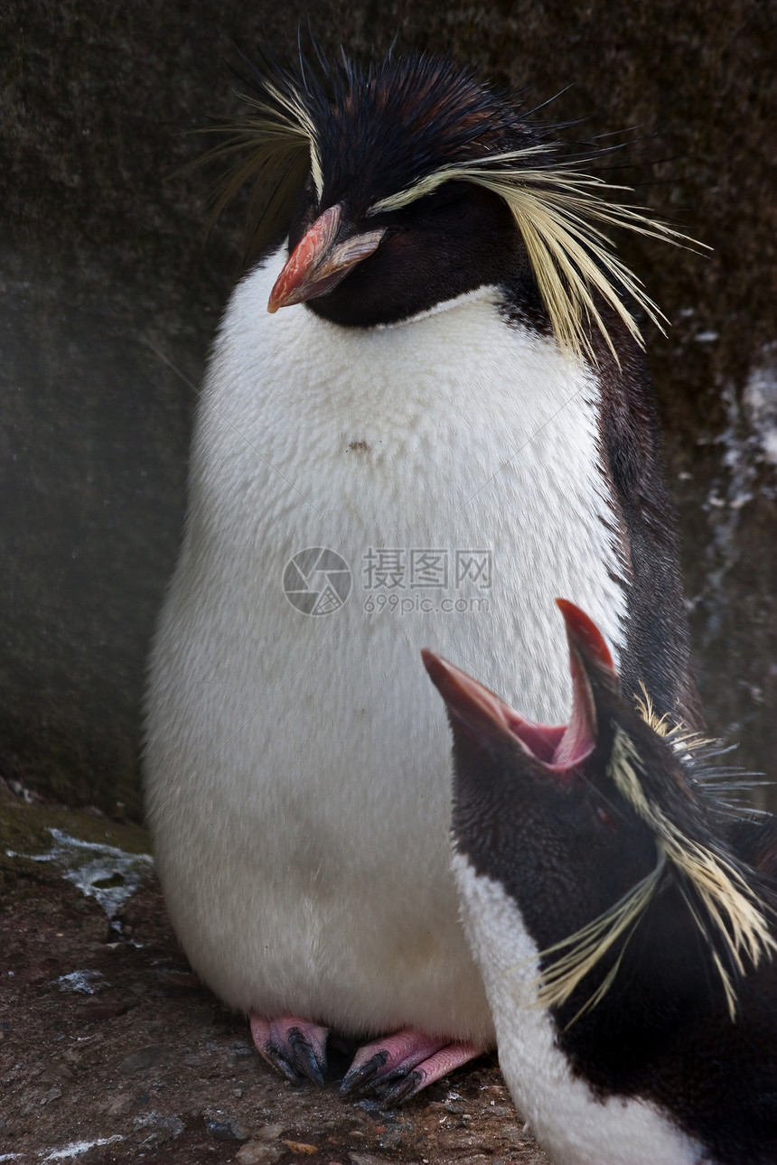 企鹅海洋黑色情调荒野动物园乐趣动物野生动物跳岩生活图片