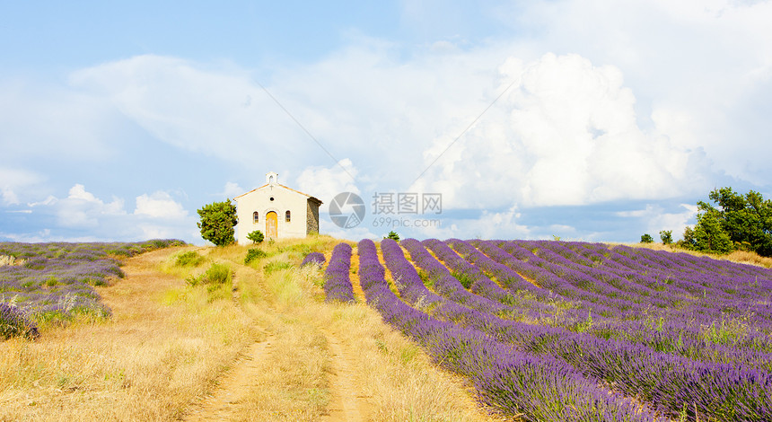 华伦索高原 普罗旺斯 弗兰植物群外观植物建筑花朵种植园建筑学薰衣草教堂农村图片