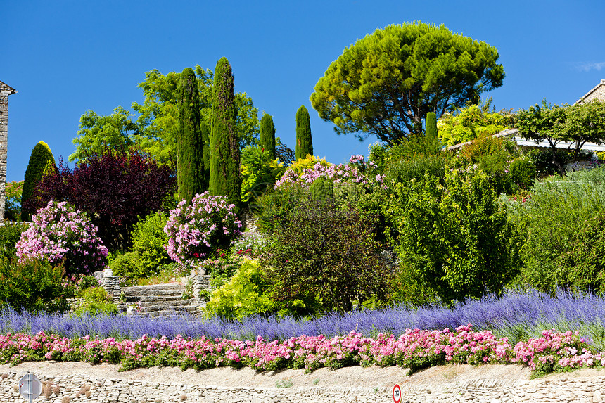 法国普罗旺斯州戈德斯花园薰衣草位置植物群花朵植被植物树木外观植物学花园图片