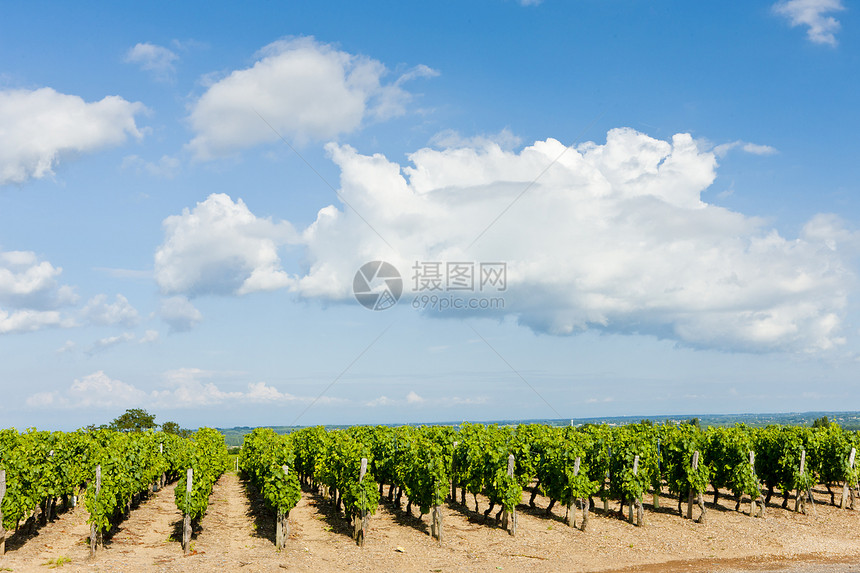 法国伯根迪附近的葡萄园生长世界农业植物国家葡萄外观植被乡村栽培图片