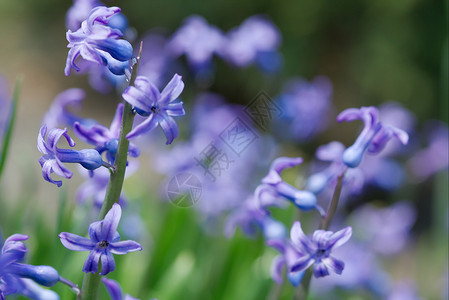 鲜花宏观紫红色花园公园紫色生活花瓣植物植物学蓝色背景图片