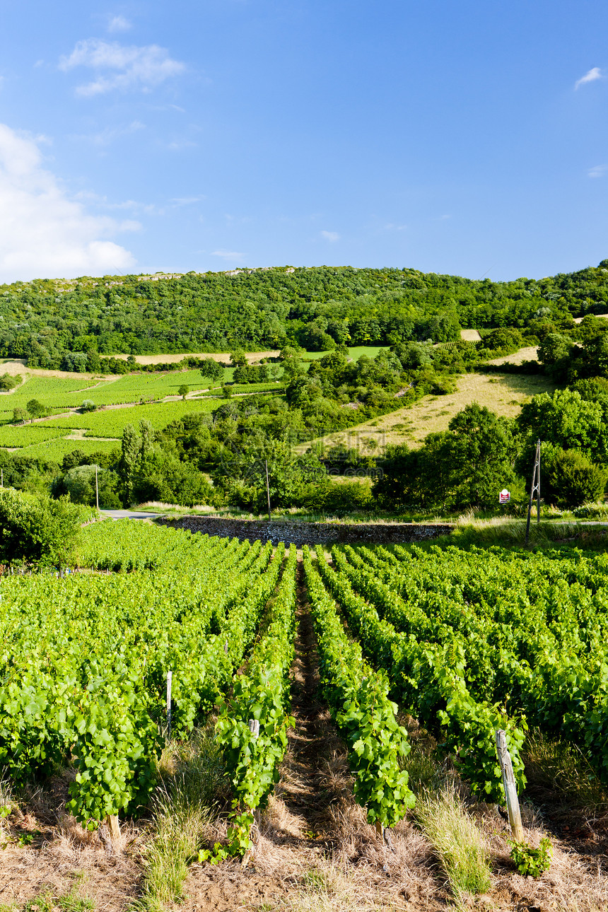 法国伯根迪附近的葡萄园藤蔓马孔种植位置葡萄农业植物国家生长世界图片