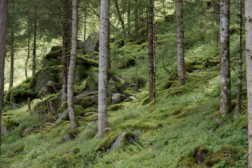 森林爬坡树木分支机构晴天旅行针叶林蓝色松树木头生活图片