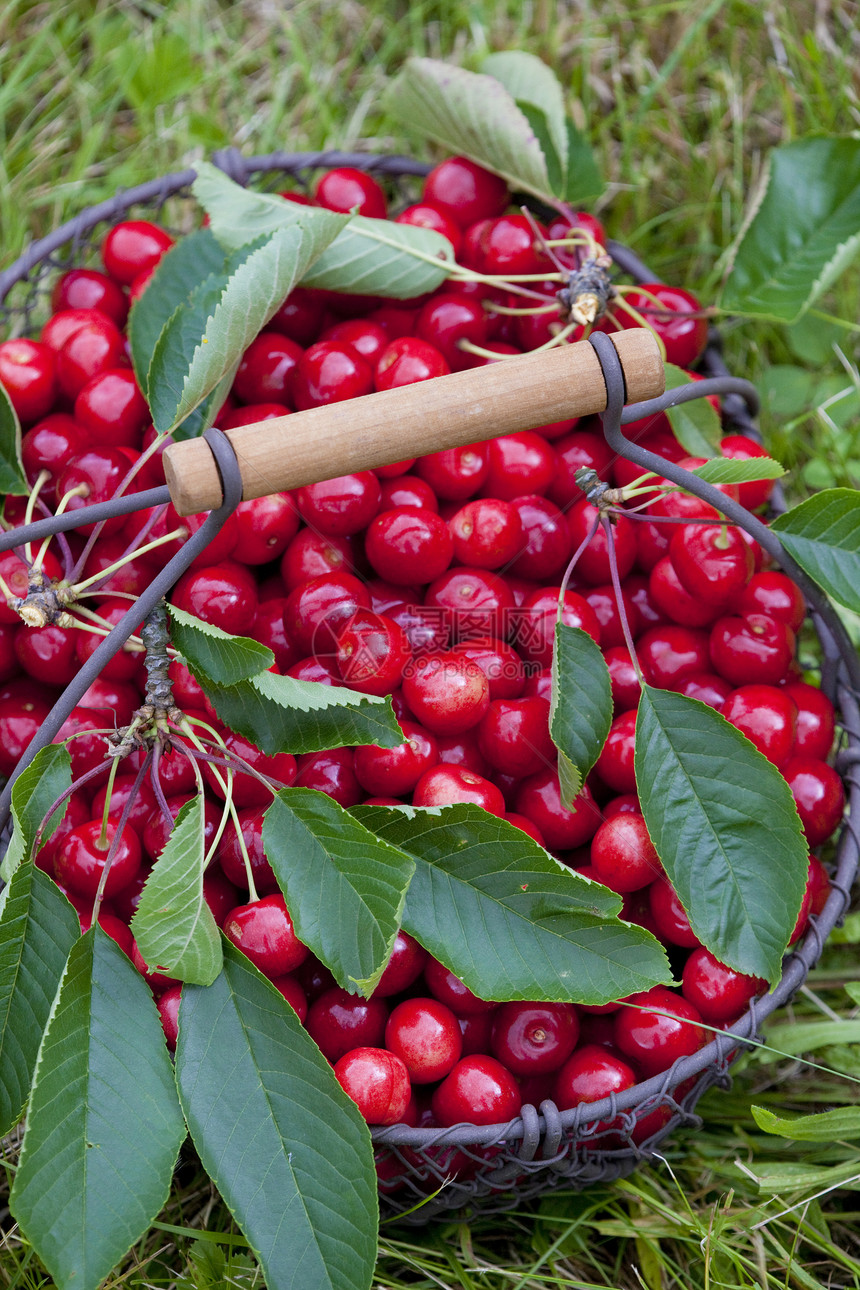 篮子中的樱桃维生素红色静物食物外观叶子食品种植树叶营养图片