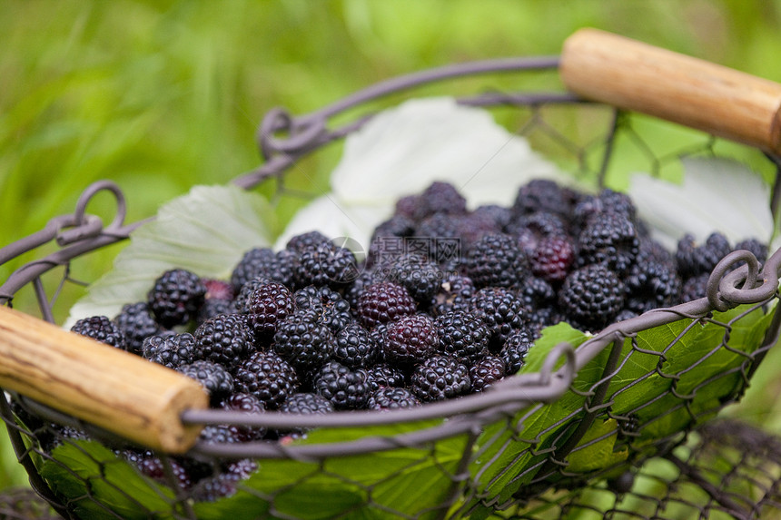 篮子中的黑莓维生素种植食品营养食物水果静物浆果外观图片