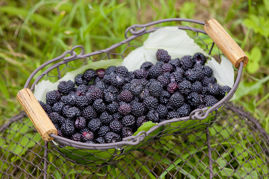 篮子中的黑莓维生素静物营养食物外观水果食品浆果种植图片