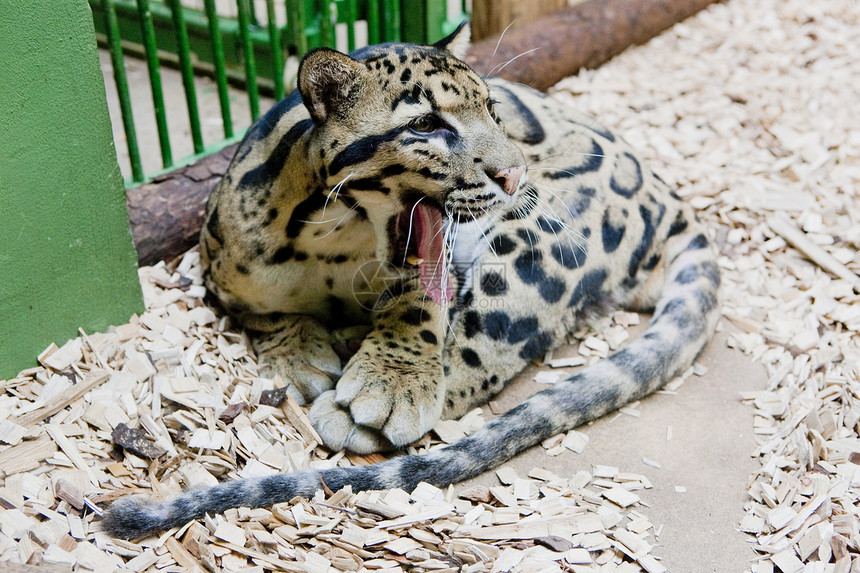 云层豹鼻虹动物园动物群猛兽外观野兽捕食者哺乳动物豹子动物动物学图片
