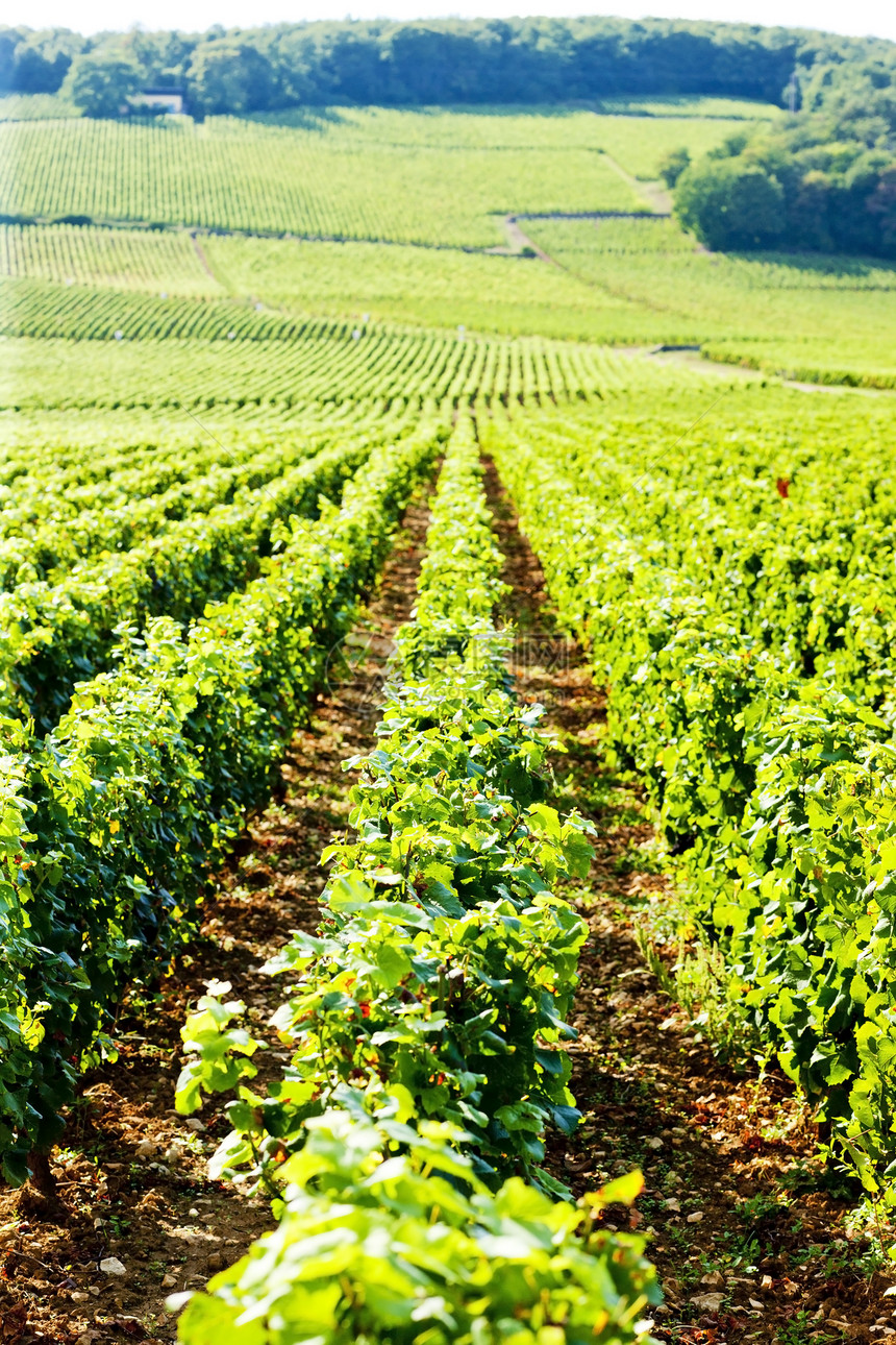 法国伯根迪葡萄园植被绿色葡萄国家农业栽培农村位置乡村藤蔓图片