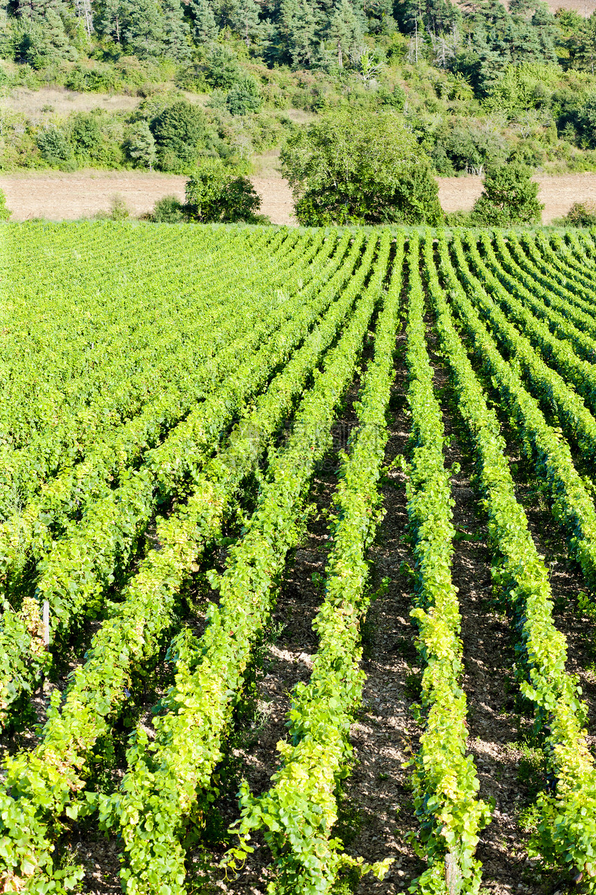 法国伯根迪葡萄园栽培植被外观位置农村绿色农业酒业乡村世界图片