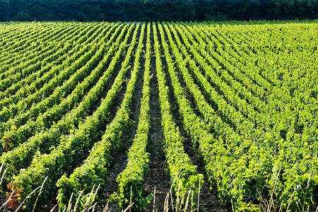 法国伯根迪葡萄园国家葡萄园农业植被世界藤蔓外观酒业葡萄乡村背景