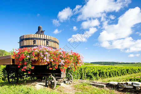 酒榨法国伯根迪波曼达附近的科特德博恩葡萄园葡萄园世界藤蔓乡村植被葡萄农业农村外观位置背景
