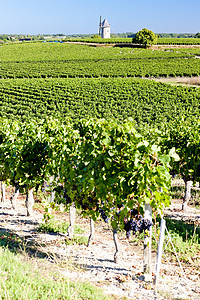 吉伦特省法国波尔多州Blaignan附近有风车的葡萄园位置乡村酒业旅行外观地区种植建筑学栽培植物背景