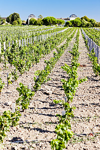 卡隆世家酒庄法国葡萄栽培高清图片