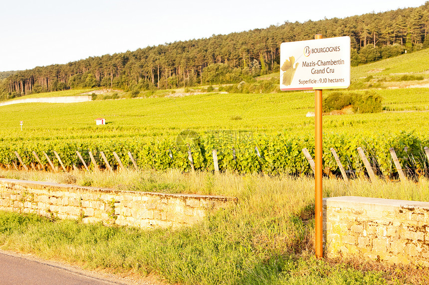 马兹坎贝丁 努伊茨堡 勃伦迪的葡萄园酒业栽培外观藤蔓种植者种植作物植被农村植物图片