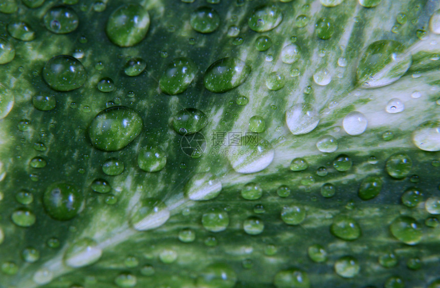 滴落露珠气泡条纹园艺水滴植物绿色植物学反射生长图片