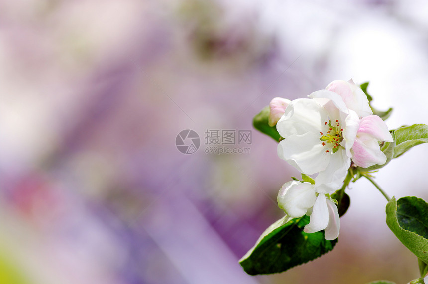 天然背景的苹果花朵太阳植物群公园李子生活植物花园蓝色天空季节图片