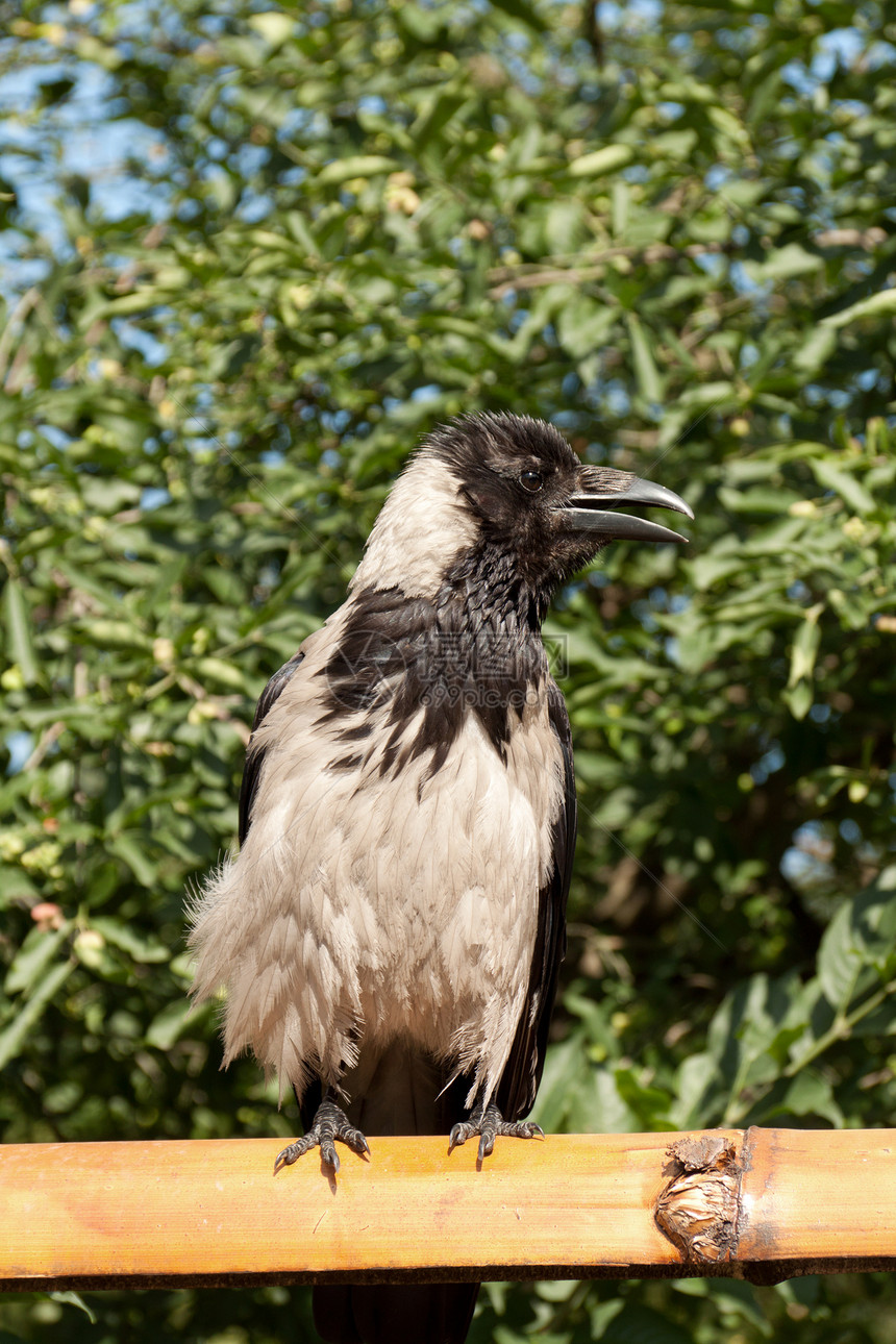 乌鸦肖像簇绒猎物杂食性羽毛动物群冠毛翅膀皇冠鸟类野生动物图片