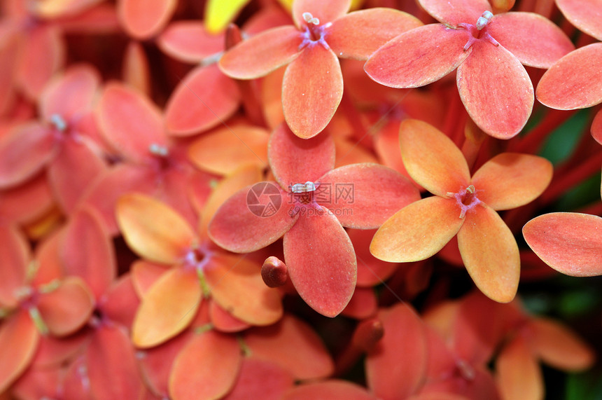 ixora 等离灌木热带茉莉花外星人植物群植被花粉耐力宏观红色图片
