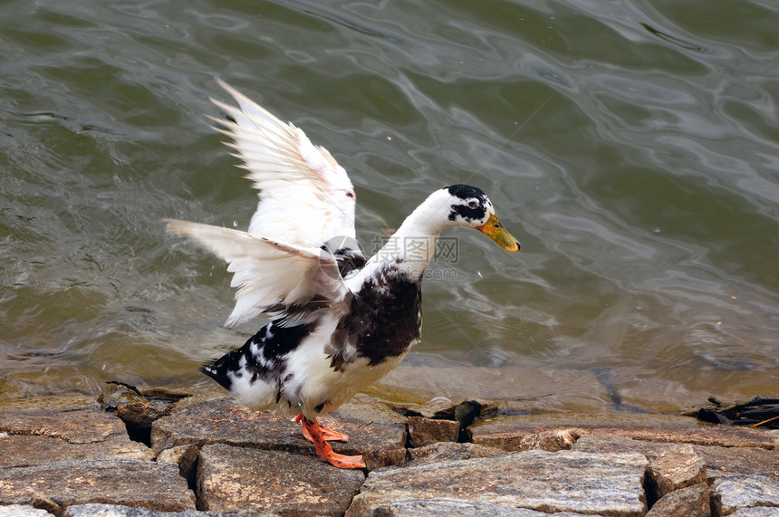 自由账单沼泽野生动物航班湿地池塘湖畔鸟类翅膀飞行图片