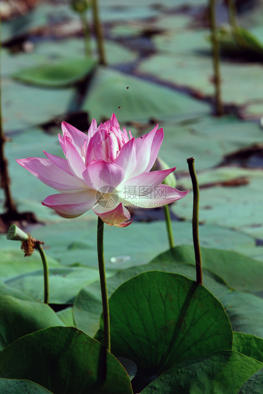 莲花季节性野花季节池塘异国植物绿色美丽雌蕊花园图片