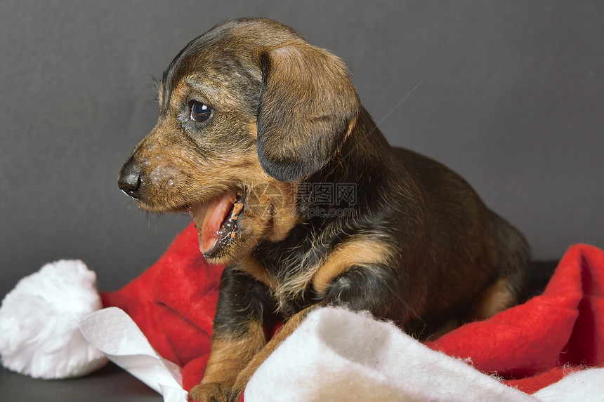 Dachshund 狗狗尖头帽小狗图片