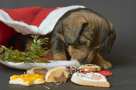 Dachshund 狗狗小狗尖头帽背景图片