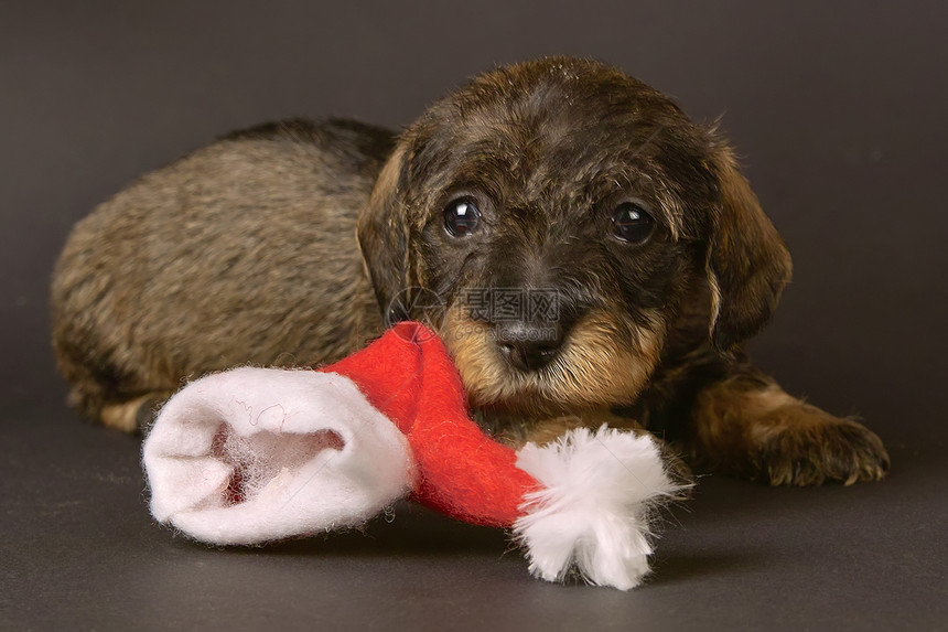 Dachshund 狗狗尖头帽小狗图片