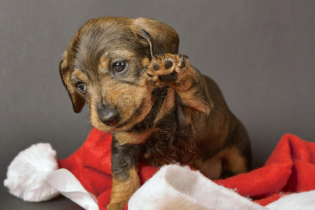 Dachshund 狗狗尖头帽小狗背景图片