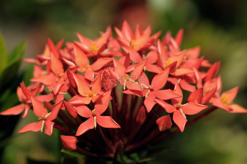ixora 等离植物群宏观茉莉花花朵外星人红色花粉植物灌木耐力图片