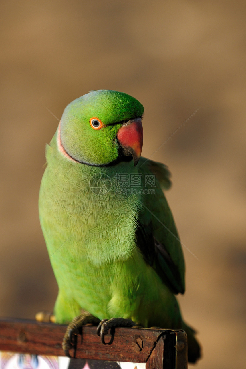 Parrot 鹦鹉野生动物翅膀航班异国绿色栖息蓝色观鸟海盗白色图片