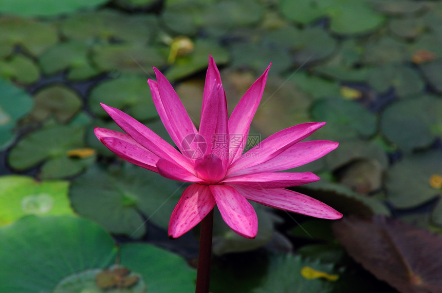 粉红莉莉性别环境漂浮池塘植物伴侣蜻蜓花园瑜伽佛教徒图片
