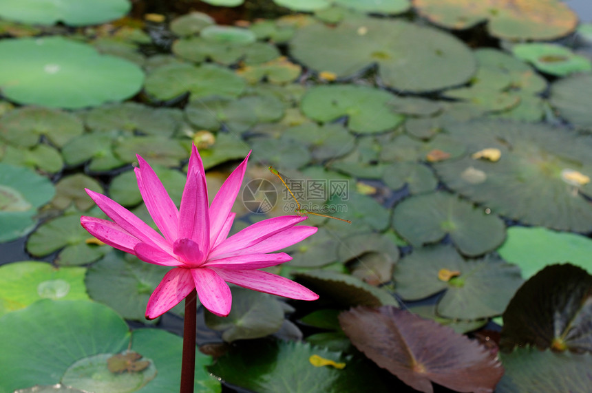 百合环境沉思蜻蜓植物性别花瓣反射花园池塘冥想图片