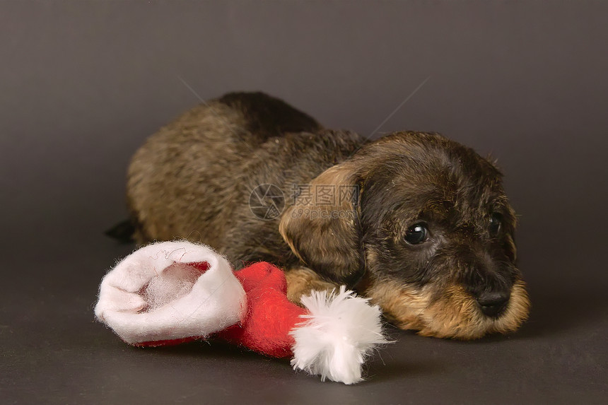 Dachshund 狗狗小狗尖头帽图片