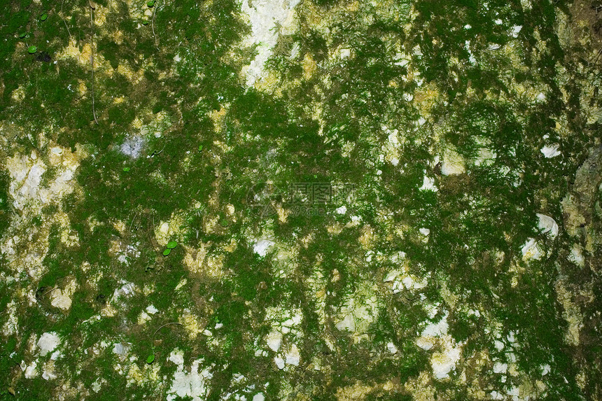 岩石荒野叶子绿色石头地形植物草本植物环境风景爬坡图片