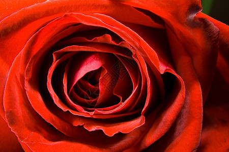 红玫瑰漩涡宏观花朵红色玫瑰脆弱性植物曲线摄影背景图片