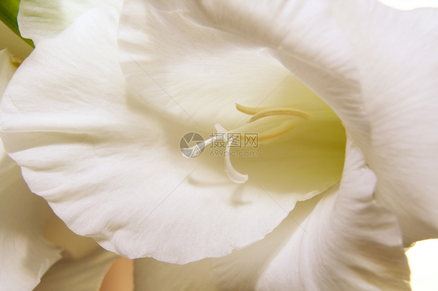 格拉迪奥卢斯花朵花束脆弱性绿色园艺花园植物白色植物群叶子环境图片