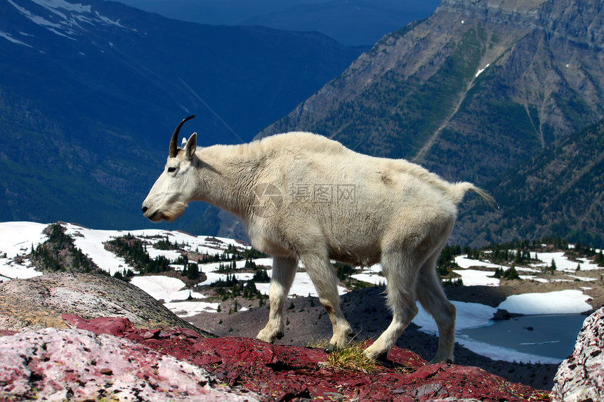 山山山山山羊大西洋美洲公园国家小动物荒野冰川橙子环境生活生态野生动物图片