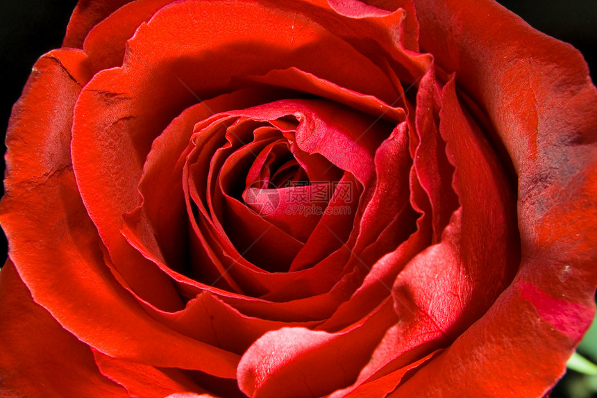 红玫瑰脆弱性宏观植物漩涡曲线花朵红色摄影玫瑰图片