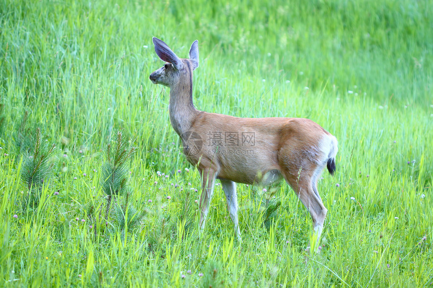 Mule Deer Hemionus奥德库尔休斯耳朵草地生物动物公园哺乳动物生物学小动物动物群野生动物图片