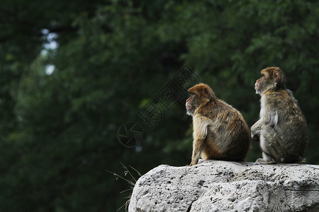 巴巴里猿2个野生动物巴巴灵长类哺乳动物猕猴悬崖荒野森林动物石头背景