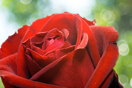 玫瑰红色脆弱性宏观植物花瓣绿色背景图片