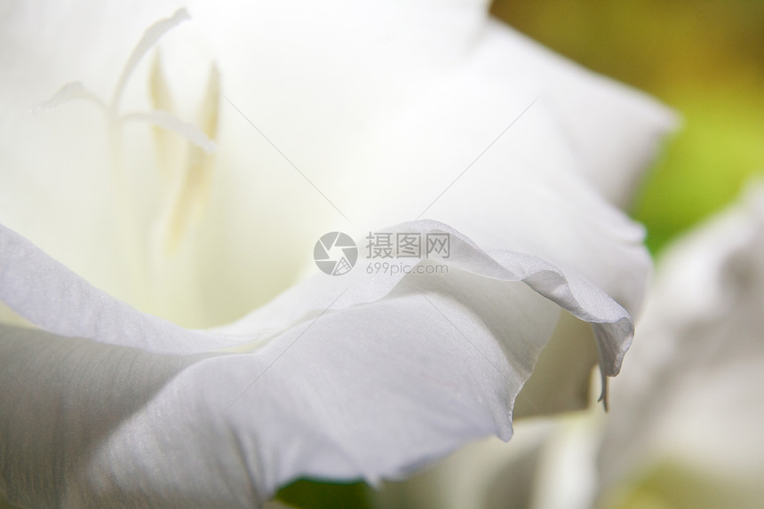 格拉迪奥卢斯花朵白色树叶植物学脆弱性植物叶子花瓣宏观花粉花束图片